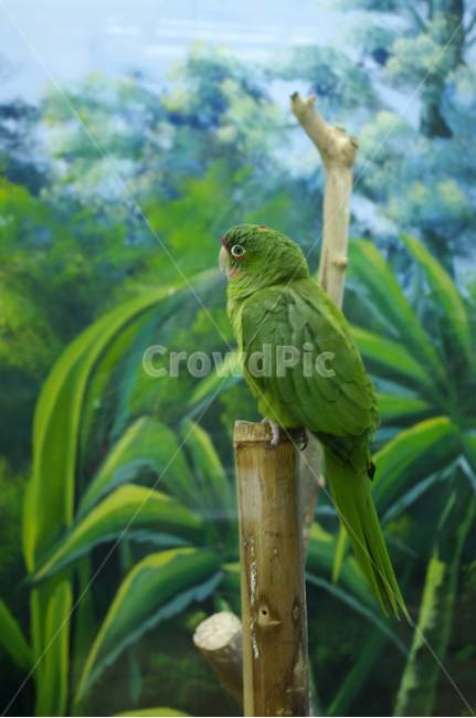 새,조류,앵무새,color,bird,동물,animal,조류,새,birds