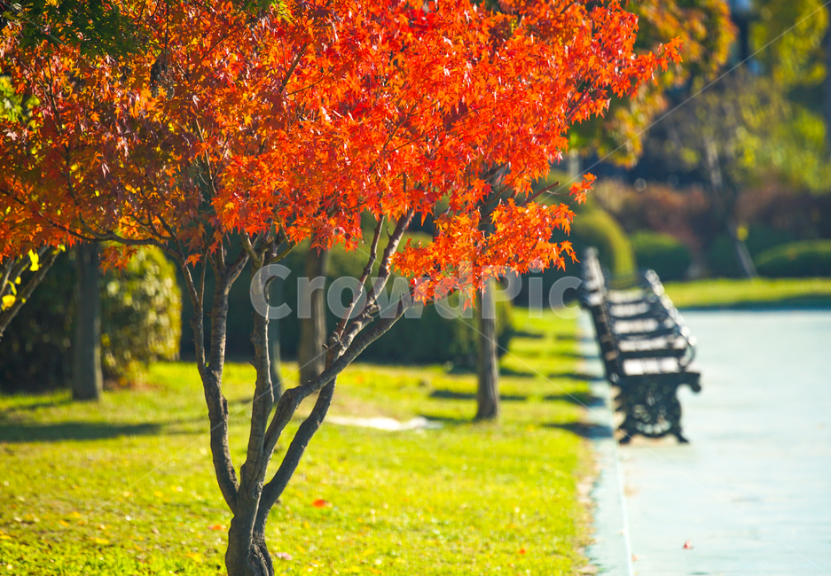 단풍,가을,추색,감성,나무,색감,공원,식물,자연,풍경,가을,계절,fall,autumn,season,식물,자연,plants,nature,나무,trees,wood,색깔,색상,색채,색감,color sense,color sensitivity,feeling of color,tree,plant,leaf,잎