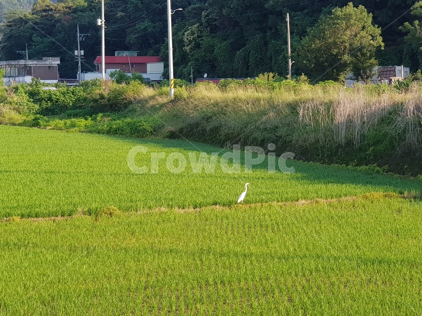 field,자연,nature,동물,새,bird,animal,논,시골,풍경,초록,하얀,백로