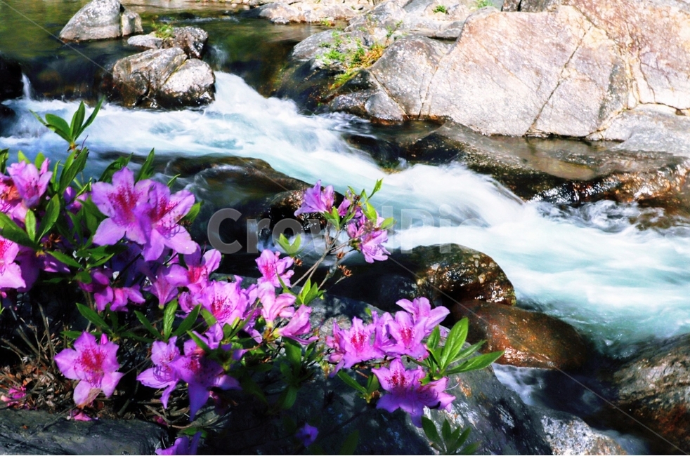 철쭉,봄,뱀사골,계곡,풍경,자연,풍경,nature,landscape,식물,plants,꽃,flower,water,물,outdoors,옥외,stream,흐름
