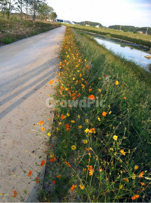 길,꽃,꽃길,강,나무,tree,river,flower,road,자연,풍경,nature,landscape