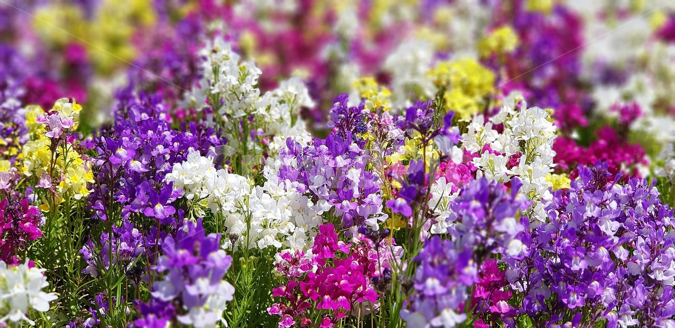 꽃,자연,식물,flower,nature,그린,green,보라색,violet,금어초,식물,자연,plants,nature,꽃,flower