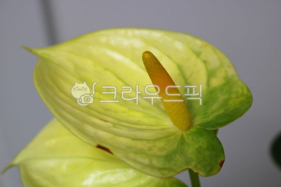 Cheonnam and,nature,air purifying plants,leaf,Anthurium flower,ornamental,foliage plant,flower,Anthurium,petal,leaves,plant,tropical plants