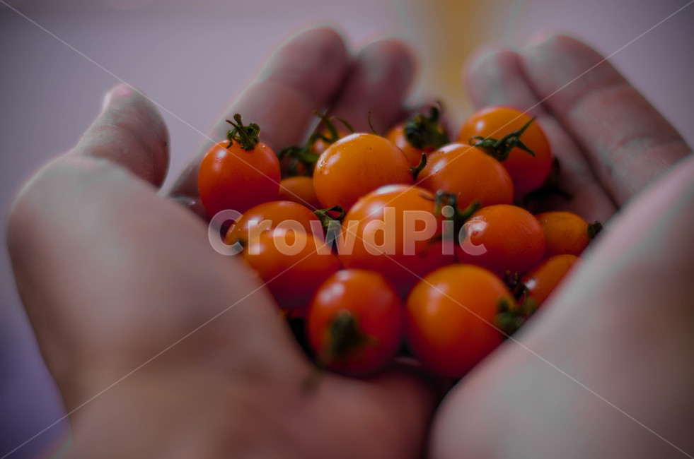 plant,food,음식,토마토,주황색,방울토마토,식물,사람,human