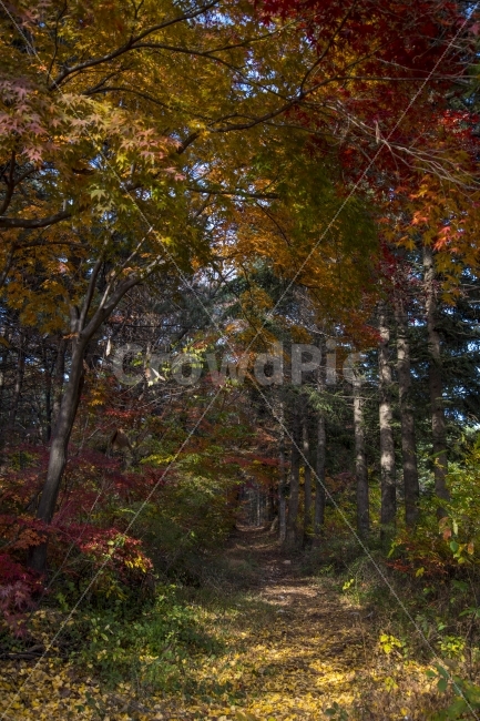 숲,나무,자연,그늘,햇살,빛내림,숲길,가을,계절,fall,autumn,season,자연,풍경,nature,landscape,tree,plant,식물,tree trunk,나무 줄기