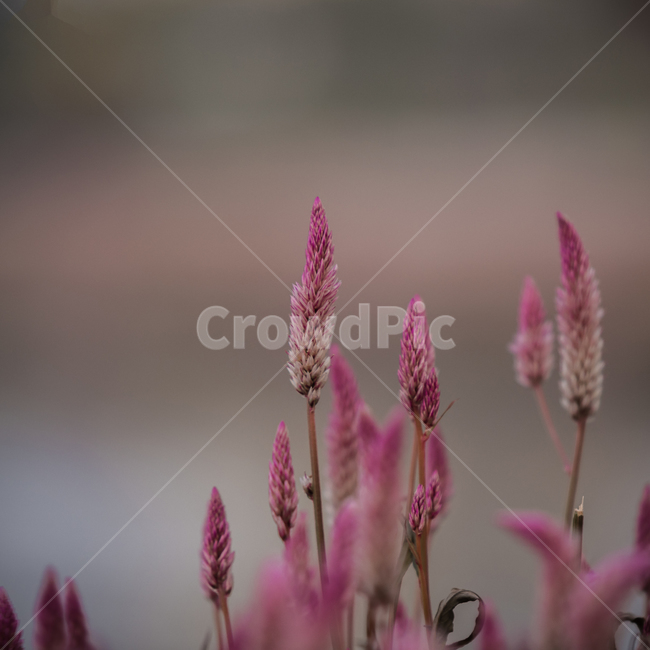 꽃,분홍색,가을,감성사진,식물,계절,fall,autumn,season,자연,plants,nature,flower,감성,sensible,색깔,색상,색채,색감,sense,sensitivity,feeling,color,plant,blossom,pink,purple,식물,자연,plants,nature