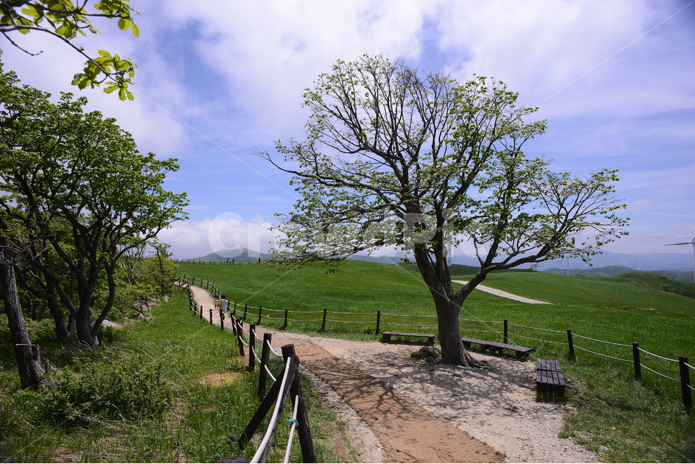 자연,풍경,하늘,구름,목장,초록,하양,nature,landscape,sky,green,korea,나무,길,road,자연,풍경,nature,landscape,식물,plants,나무,trees,wood,outdoors,옥외