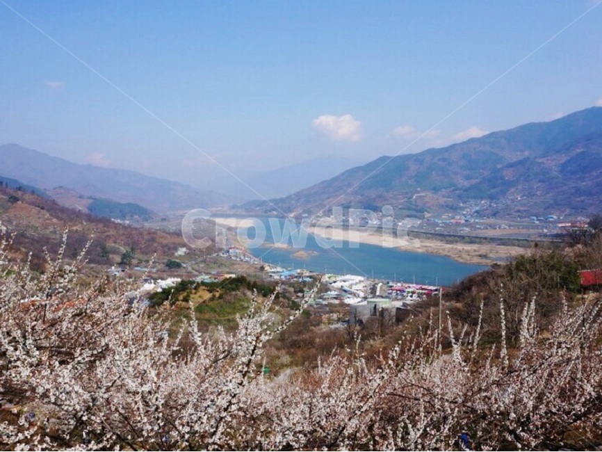 등산,산,매화,벚꽃,강,자연,풍경,봄,하늘,climbing,mountain,blossom,cherryblossom,꽃,flower,river,spring,nature,scenery,landscape,sky,blue,봄,계절,spring,season,자연,풍경,nature,landscape,한국자연풍경,한국자연경관,korea nature landscape,plant,식물,outdoors,옥외