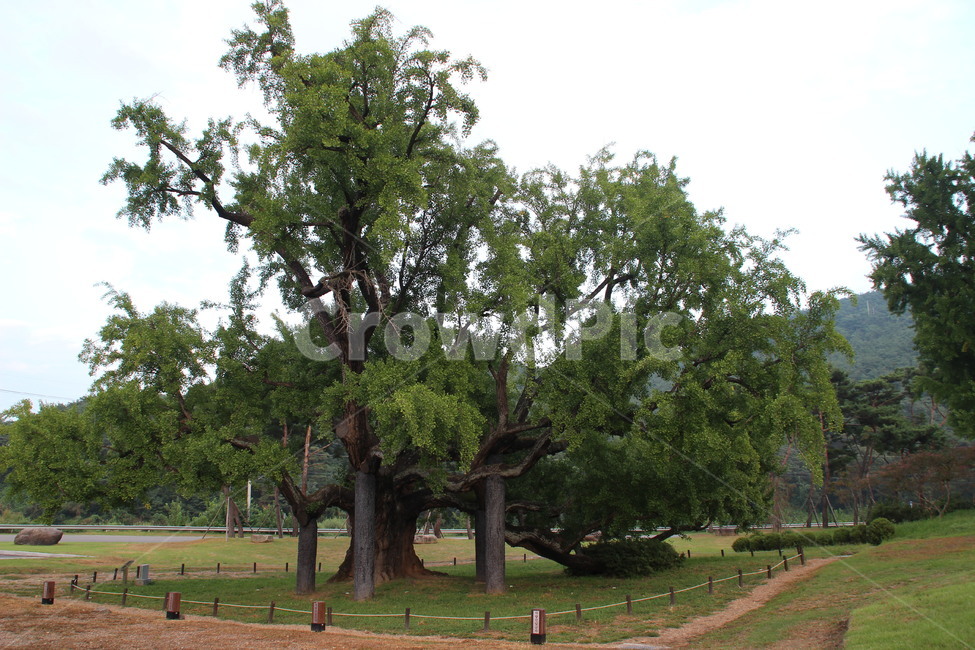 도동서원,건축,서원,은행나무,dodong,architecture,confucianacademy,ginkgo,식물,자연,plants,nature,나무,trees,wood