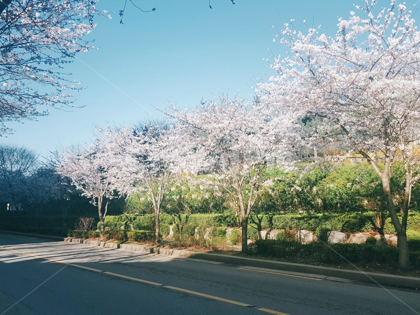 벚꽃,나무,꽃,봄,꽃놀이,도로,봄,계절,spring,season,자연,풍경,nature,landscape,asphalt,아스팔트,plant,식물