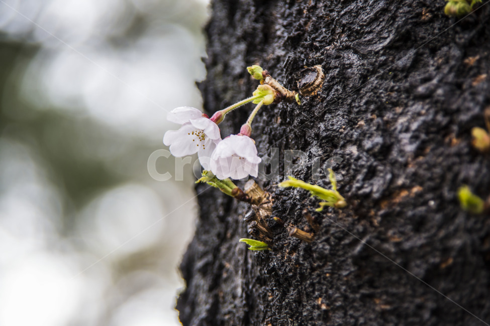 벗꽃,고목,문양,봄,봄비,무늬,봄,계절,spring,season,식물,자연,plants,nature,꽃,flower,plant