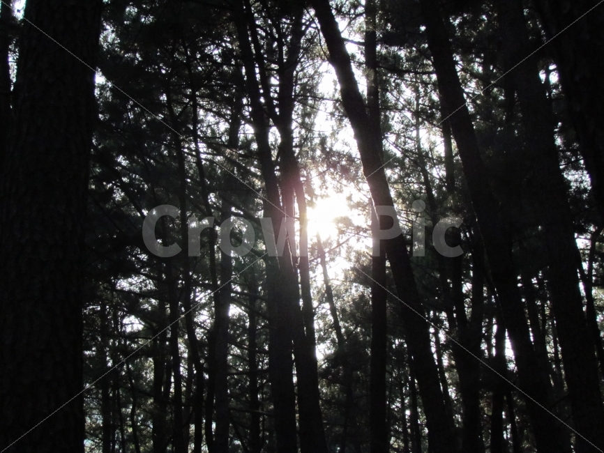 풍경,나무,숲,소나무,자연,자연,풍경,nature,landscape,light,빛,flare,플레어