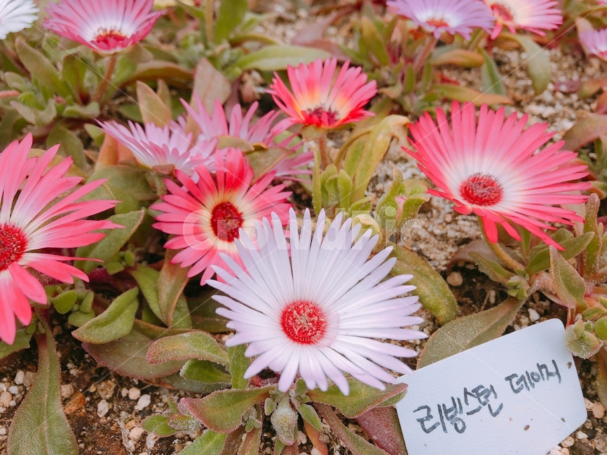 데이지,꽃,plant,식물,floweer