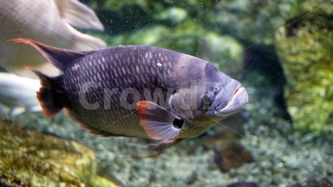 물고기,잉어,열대어,붕어,생선,어류,수족관,낙시,fish,어항,금붕어,수산,해양,바다,생물,동물,물속,바다속,바닷속,animal,수중,생명,자연,nature,물결,동물,animal,어류,물고기,fish