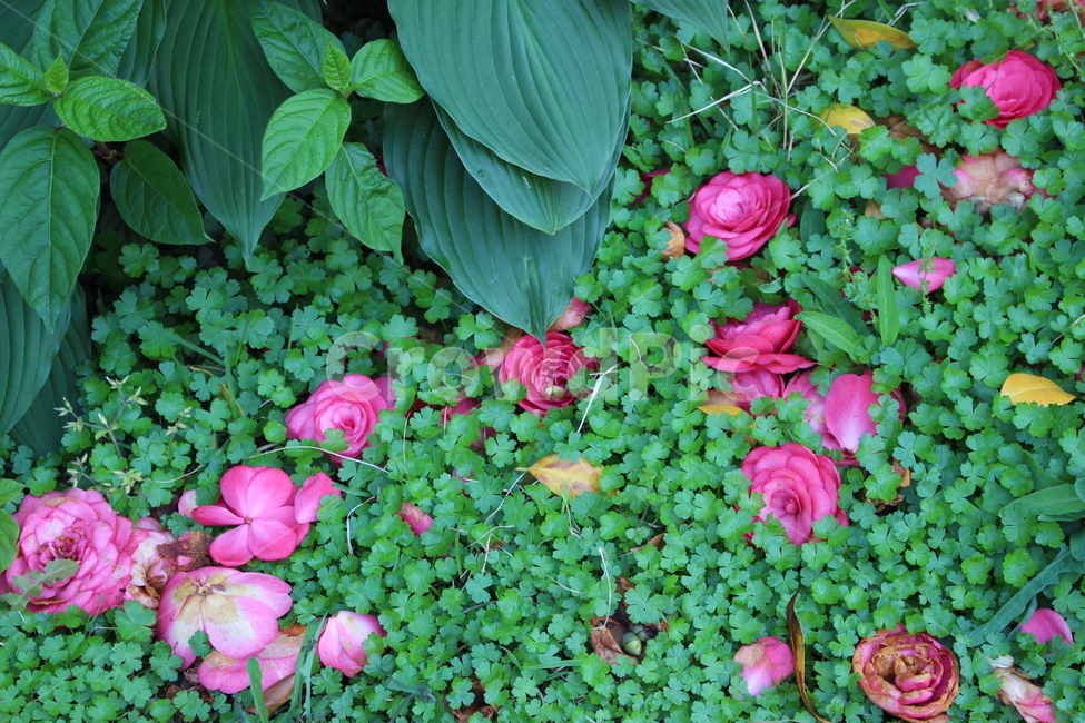 동백,꽃잎,꽃,잔디,네잎클로버,세잎클로버,분홍,식물,자연,plants,nature,꽃,flower