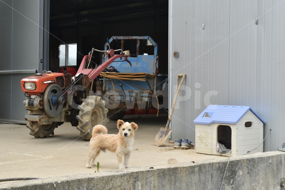 진돗개,강아지,개,시골,고향,경운기,트렉터,삽,개집,농사,농부,시골,마을,풍경,landscape,country,rural,town,동물,animal,포유류,mammal,개,강아지,dog,doggy,산업,industry,industrial,농업,농사,agriculture,farming,farming industry