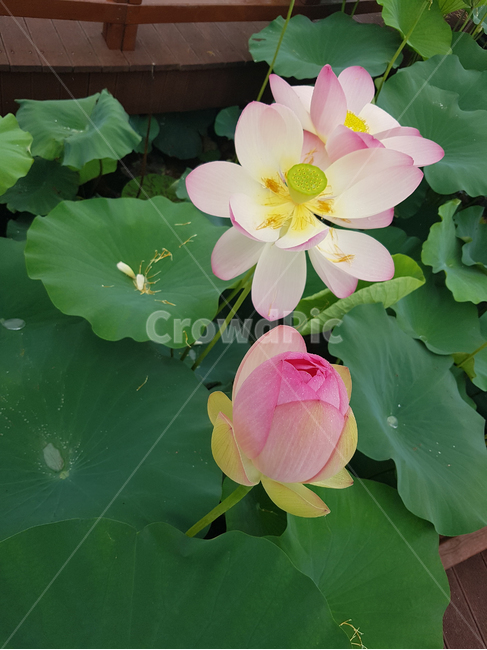 경포호,연꽃,자연,여름,꽃,힐링,초록,flower,lotus,nature,green