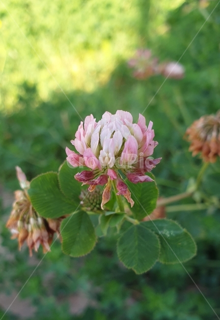 분홍색크로바,분홍크로바,크로바,핑크크로바,분홍꽃,꽃,플라워,flower,dicentra,식물,plants,nature,야생화,봄,계절,spring,season,자연,봄꽃,백그라운드,가지,배경화면,감성,숲,생화,바탕화면,꽃잎