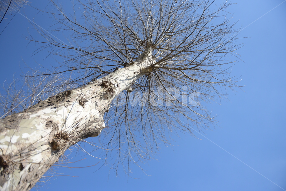 tree,plant,treetrunk,나무줄기,나무,식물,봄,힐링,자연,배경화면,배경,공원,나뭇가지,계절