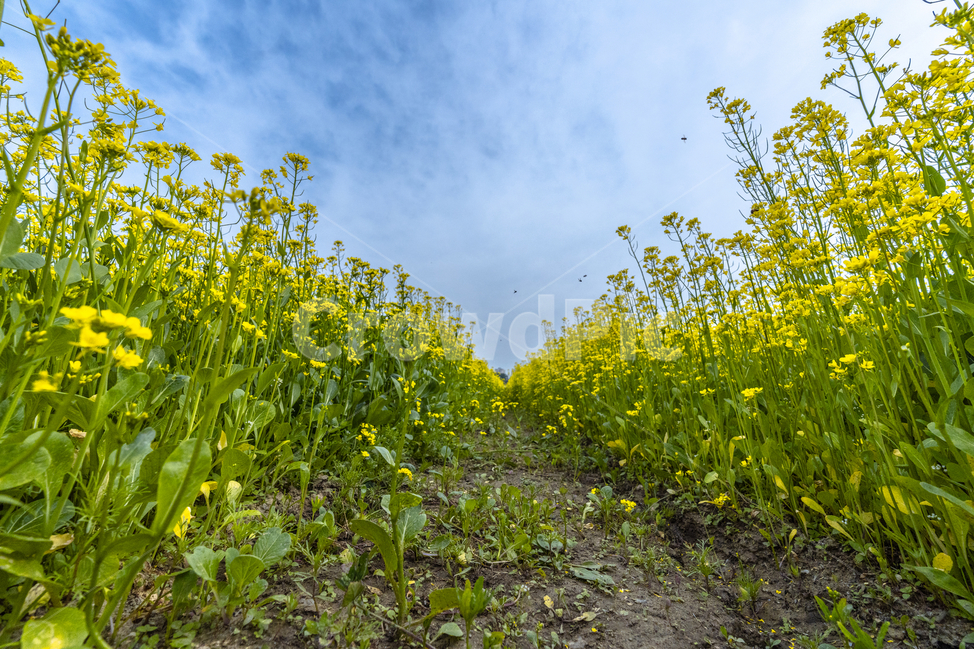 유채꽃,파란,하늘,꽃,자연,나무,구름,sky,tree,cloud,rapeflower,flower,식물,자연,plants,nature,꽃,flower