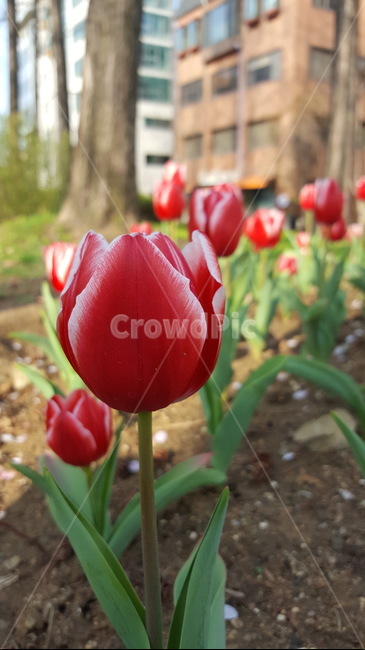 양재천,식물,꽃,힐링,초록이,자연,봄,계절,spring,season,식물,자연,plants,nature,꽃,flower,plant,blossom