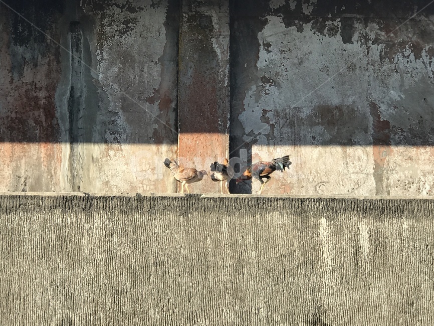 닭,필리핀,외국,동물,philippines,동남아,토종닭,동물,animal,조류,새,birds