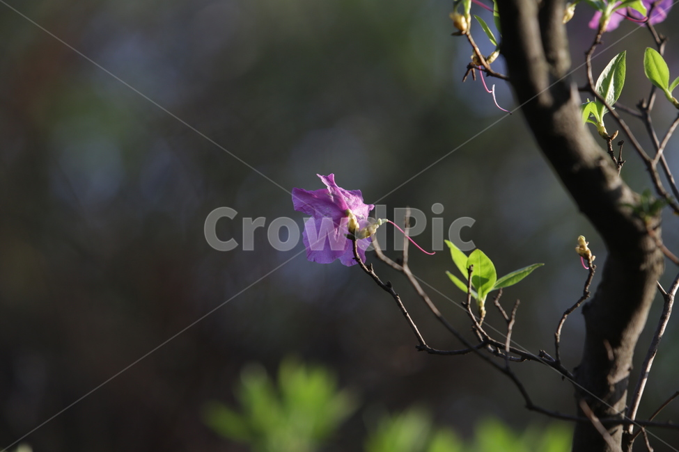 봄,진달래,봄꽃,아침햇살,봄향기,spring,식물,자연,plants,nature,꽃,flower