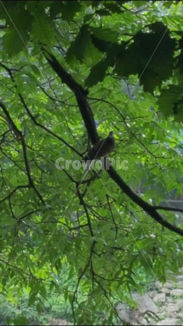 자연,숲속의아침,산비둘기,가을숲,강원도,동물,animal,조류,새,birds