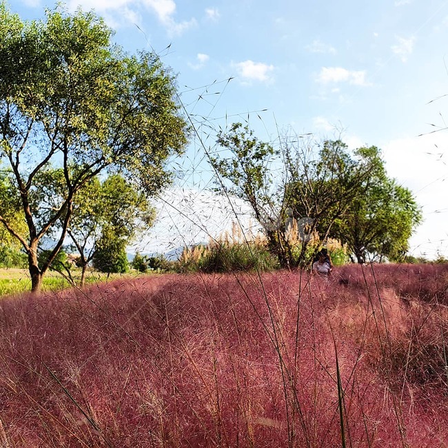 savanna,grassland,field,대초원,nature,자연,목초지,outdoors,옥외,들,핑크뮬리,풍경