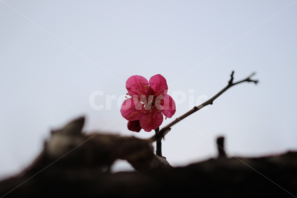 매화,홍매화,식물,꽃,flower,식물,자연,plants,nature,꽃,flower