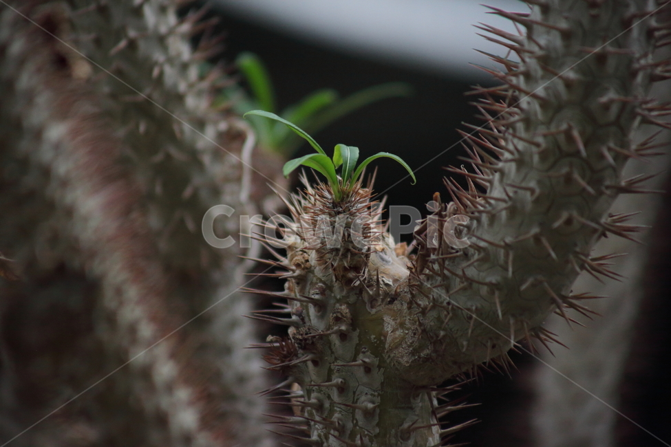 파키포디움라메리,선인장,온실,cactus,pachypodiumlamerei