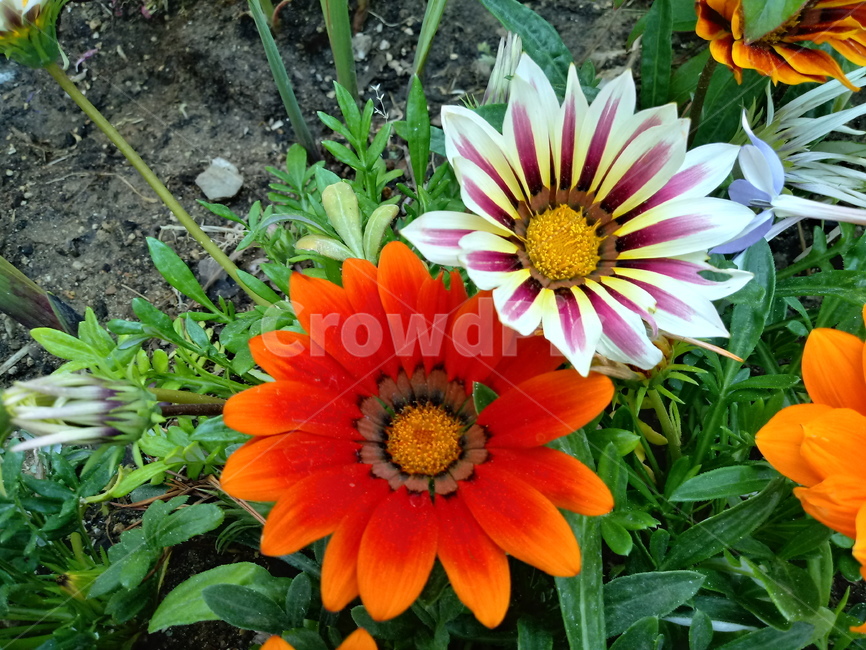 가자니아,gazania,국화과,꽃,식물,보물꽃