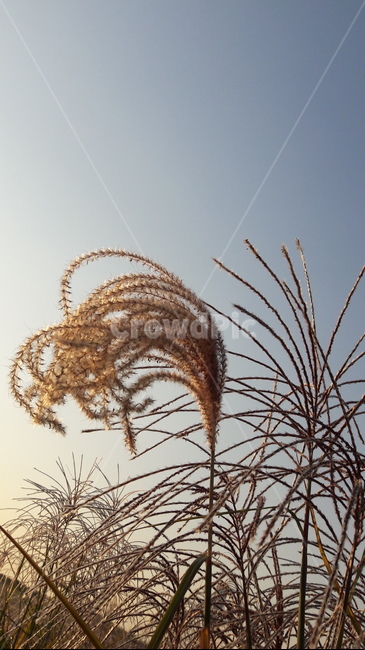 가을,갈대,하늘,붉은,저녁놀,가을,계절,fall,autumn,season,식물,자연,plants,nature,grass,잔디,plant,lawn,reed