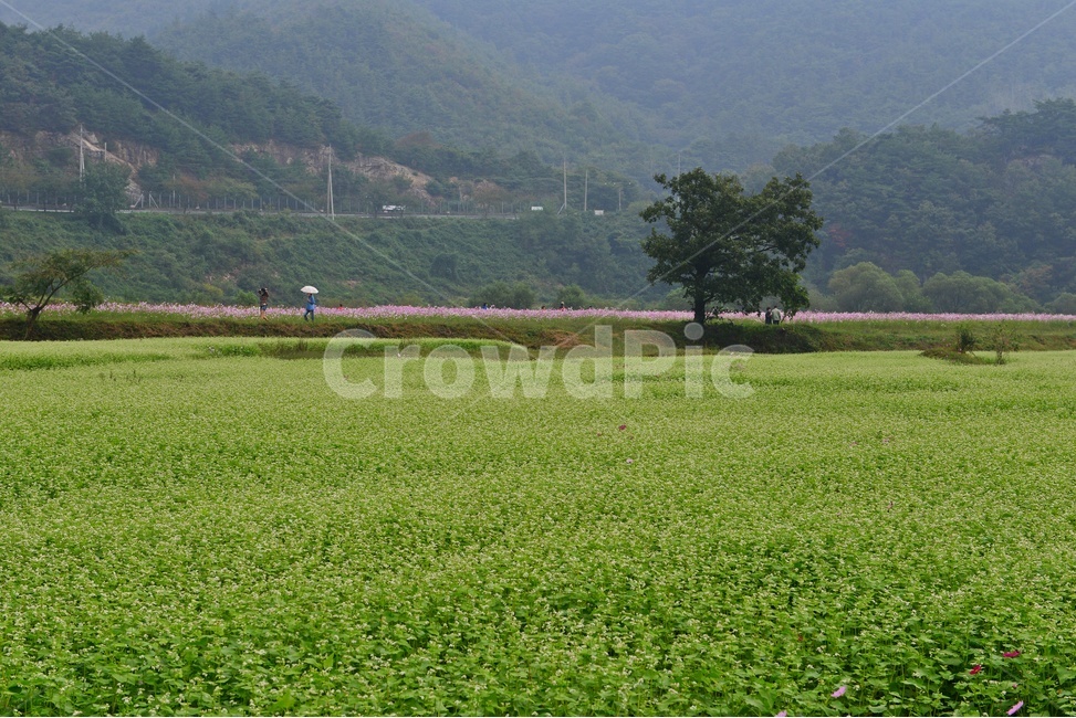nature,자연,outdoors,옥외,plant,식물,field,들,farm,농장,rural,농촌,정읍,구절초공원,구절초,코스모스,메밀밭