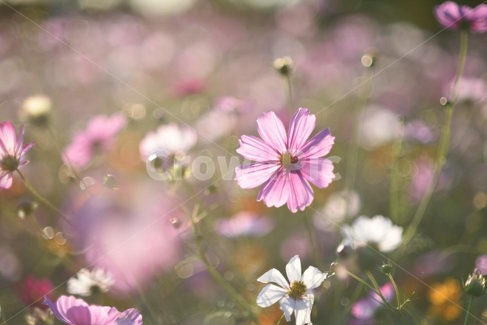 코스모스,식물,풍경,꽃,야생화,가을꽃,flower,가을,가을,계절,fall,autumn,season,식물,자연,plants,nature,꽃,flower,plant