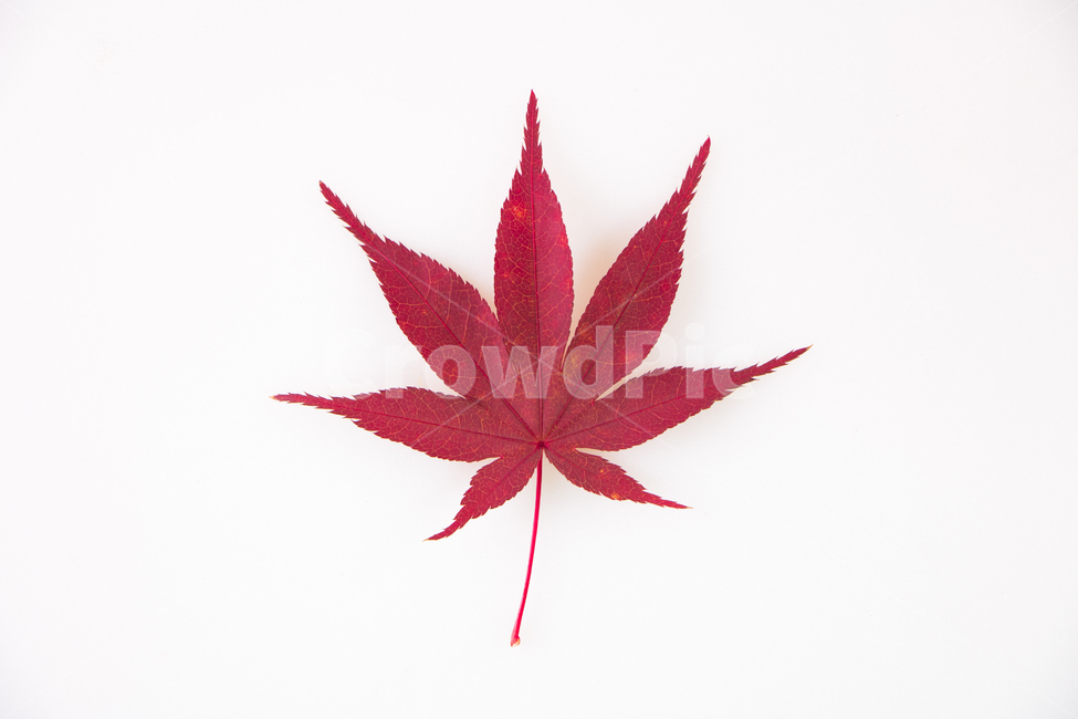 가을,단풍,나뭇잎,단풍잎,빨간색,잎사귀,잎,다울,가을,계절,fall,autumn,season,식물,자연,plants,nature,누끼,remove background,leaf,plant,tree,나무