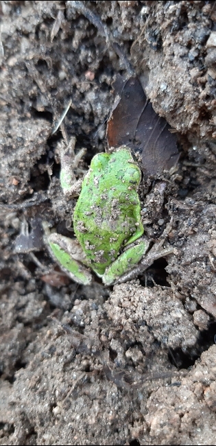 청개구리,입춘,개구리,겨울잠,입동,파충류,양서류,reptile,amphibian