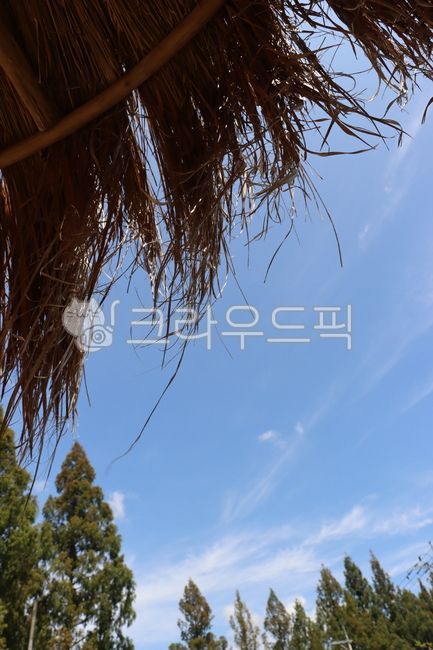 atmosphere,sky,cloud,plant,tree,Emotion