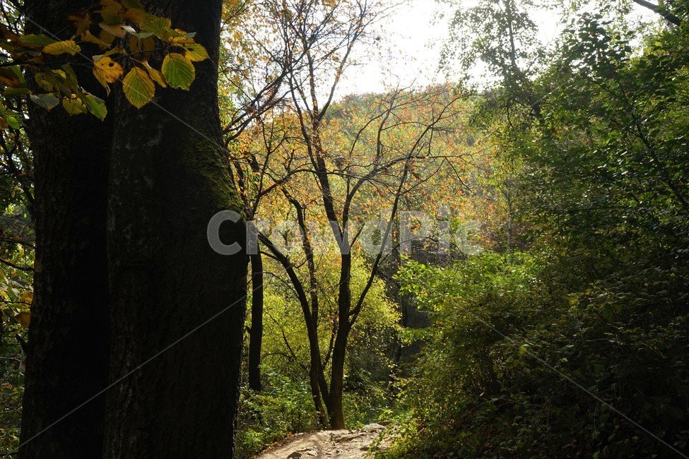 나무,녹색,숲,초가을,자연,nature,trees,green,woods,fall,autumn,forestbathing,freshness,자연,풍경,nature,landscape,tree,plant,식물,tree trunk,나무 줄기