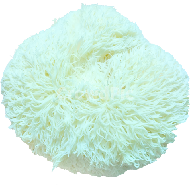 음식,버섯,노루궁뎅이버섯,식용버섯,생버섯,hericiumerinaceum,버섯,mushroom