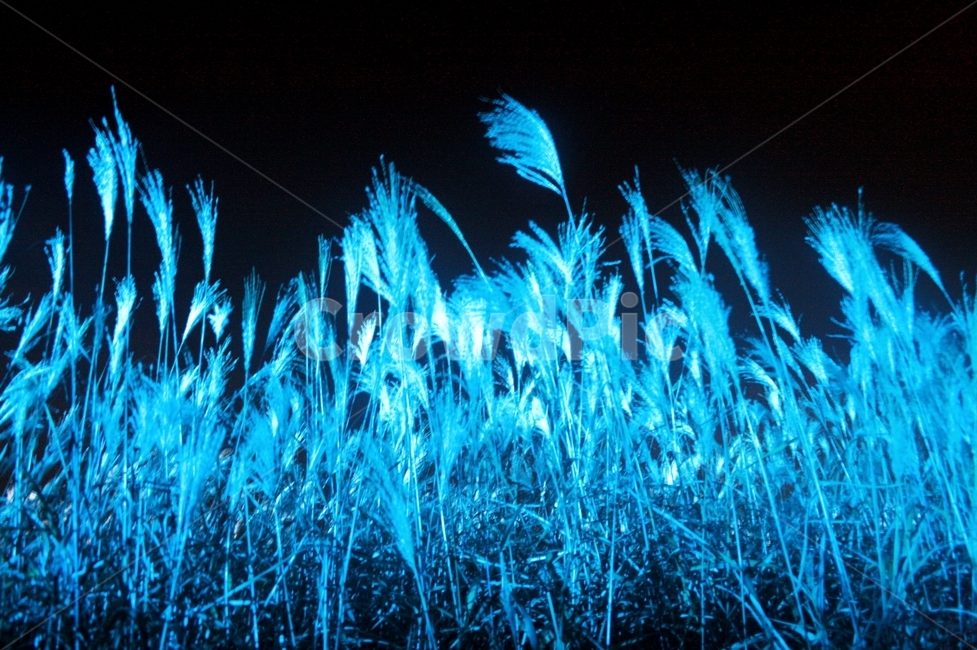 하늘공원,억새,억새축제,야경,갈대,야경,밤,풍경,nightscape,night,landscape,식물,자연,plants,nature