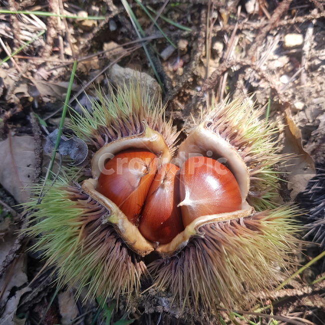 plant,식물,밤,자연,가을,알밤,과일,열매,fruit