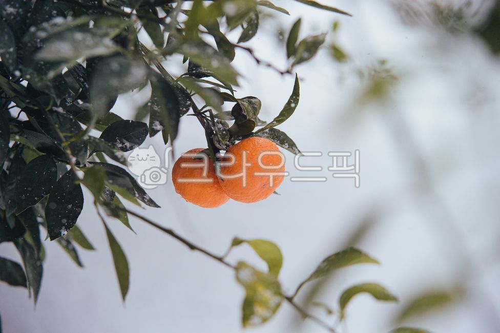 winter fruit,fruit,Winter Tangerine,seasonal fruits,El Dorado,tangerines,house tangerines,Cheonhyehyang,Jeju Island tangerines,Jeju Tangerine,Thai White Tangerine,mandarin,citrus fruits,Red scent,Fruit,Tangerine farm,tree,Hallabong,open field tangerines,f