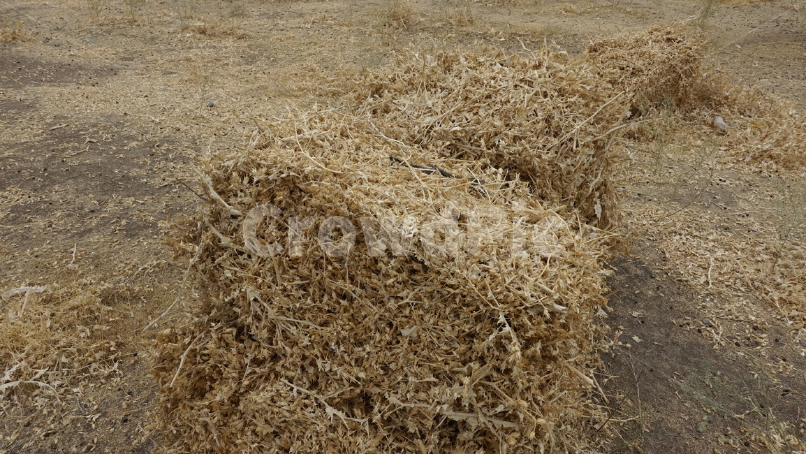 건초,여물,grass,마른풀,yellow,brown,자연