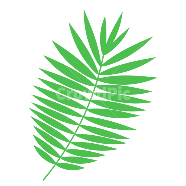 일러스트,여름,야자수,식물,자연,그래픽,일러스트레이션,nature,graphic,illsutration,summer,식물,자연,plants,nature,누끼,remove background,그래픽,일러스트레이션,graphic,illustration