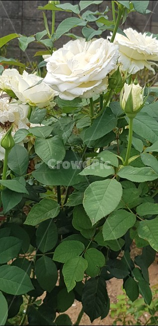 흰장미,장미꽃,로즈,자연,식물,rose,flower
