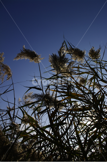autumn,가을,식물,억새,하늘,가을,계절,fall,autumn,season,식물,자연,plants,nature,grass,잔디,plant
