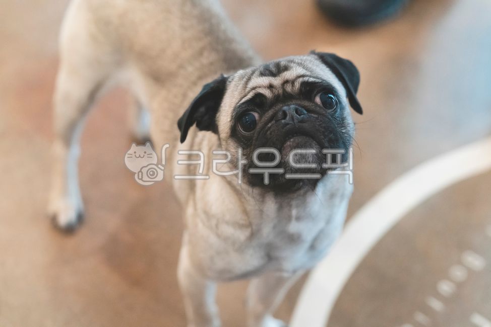 강아지,pug,퍼그,반려동물,댕댕이,mammal,포유류,canine,animal,동물,pet,애완동물,dog,개,애견카페