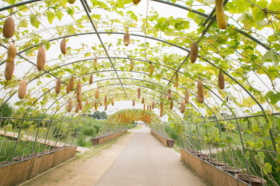 박터널,대롱박,관상박,주렁주렁,호박,애호박,늙은호박,식물,자연,plants,nature