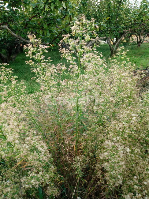 plant,flower,꽃,식물,자연,식물,자연,plants,nature